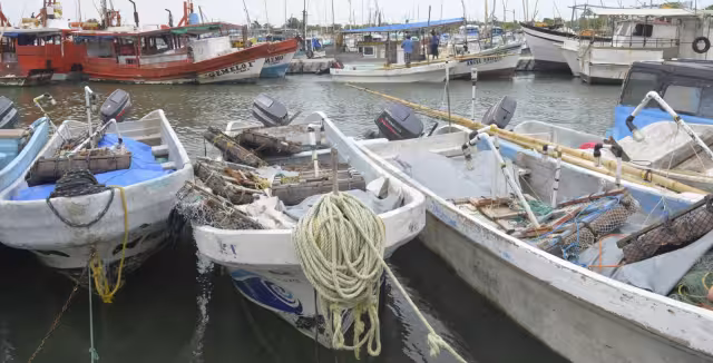 El reciente análisis arrojó que el florecimiento del alga no impacta a la fauna marina, ni a la población.