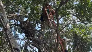 Protección Civil acudió al lugar y logró bajarla sin lesiones ni complicaciones.