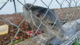 Un jabalí fue capturado en vía pública en José María Morelos y trasladado a una jaula en el local de la feria de la primavera, donde se exponen animales.