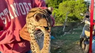 El tigrillo se encontraba lesionado, por lo que fue trasladado al veterinario