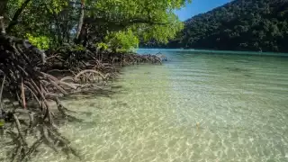 Campeche suma esfuerzos internacionales para proteger más de 200 mil hectáreas de manglar