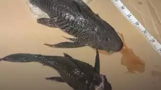 Reportan nuevas apariciones del pez diablo en Chetumal