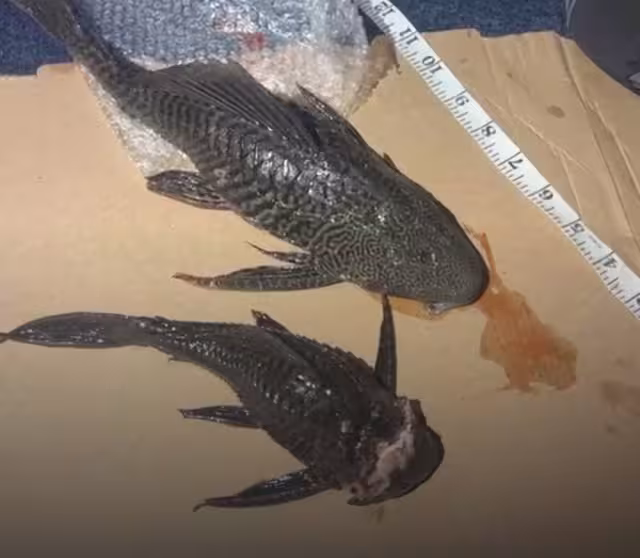 Las recientes apariciones de los peces fueron en el cenote La Bruja