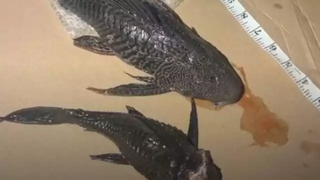 Las recientes apariciones de los peces fueron en el cenote La Bruja