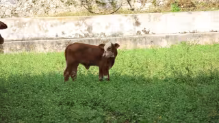 Yucatán acumula mil 726 casos de gusano barrenador y cero muertes de animales