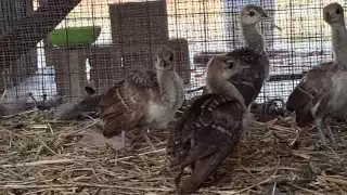 El Zoológico La Reina de Tizimín anuncia el nacimiento de cuatro crías  de pavo real   