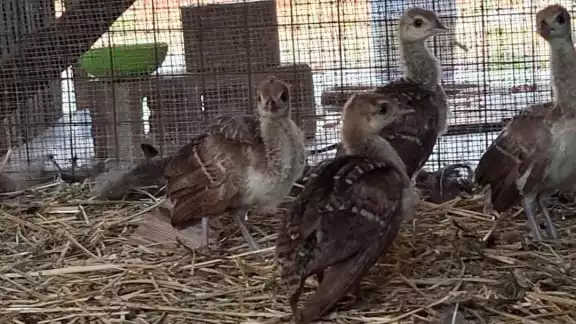 Las crías se encuentran en el área de cuarentena, donde reciben cuidados especiales mientras se adaptan a su nuevo entorno Las crías se encuentran en el área de cuarentena, donde reciben cuidados especiales mientras se adaptan a su nuevo entorno