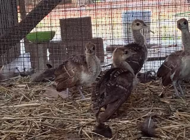 Las crías se encuentran en el área de cuarentena, donde reciben cuidados especiales mientras se adaptan a su nuevo entorno