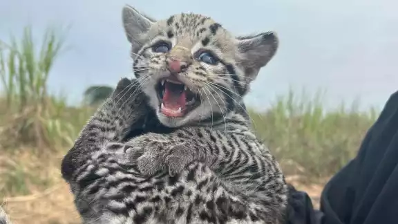 Pobladores de la comunidad de El Higo, Veracruz, hallaron a tres crías de ocelote mientras cortaban caña