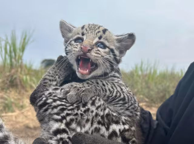 Pobladores de la comunidad de El Higo, Veracruz, hallaron a tres crías de ocelote mientras cortaban caña