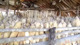 Milpas de maíz en José María Morelos sufren daños por lluvias ácidas, plagas y fauna invasiva