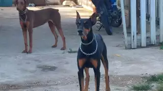 Piden ayuda para localizar un Dóberman en Escárcega