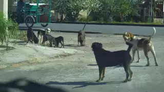 El Ayuntamiento de Mérida refuerza la vigilancia a veterinarias, ya que 50% de los casos corresponde a canes