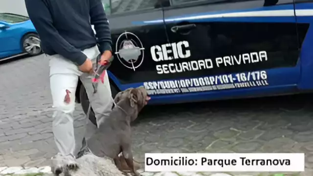 En Puebla un perro de raza Pitbull mató a un French Poodle pues su dueño no lo paseaba con correa