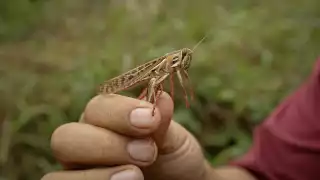 Detectan primer brote de langosta en Campeche en 2026; lo eliminan en Sabancuy