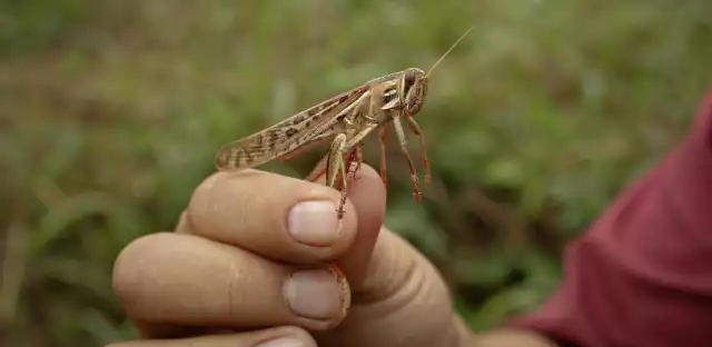 Autoridades controlan brote de langosta en Sabancuy; descartan riesgo para el campo