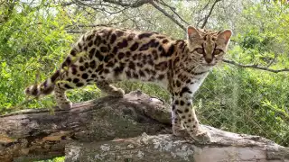 Hallan un tigrillo sin vida cerca de un fraccionamiento de Mérida