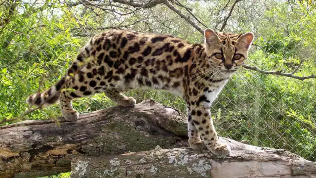 El tigrillo perdió la vida luego de presuntamente ser atropellado