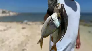 Alertan en Yucatán por intoxicaciones graves tras consumo de mariscos contaminados 