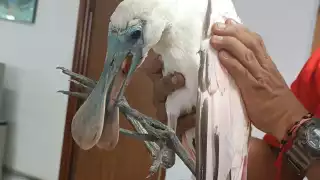 Rescatan y liberan a una espátula rosada en Campeche