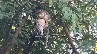 Captan a serpiente devorando un lagarto en Campeche; vecinos piden acción de autoridades