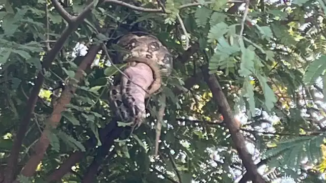 Aparecen serpientes cerca de la colonia Fidel Velázquez en Campeche; vecinos piden intervención de autoridades