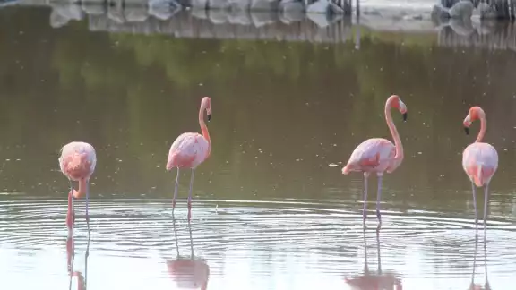 A pesar del ruido provocado por el paso de vehículos, los flamencos se mantienen tranquilos. A pesar del ruido provocado por el paso de vehículos, los flamencos se mantienen tranquilos.