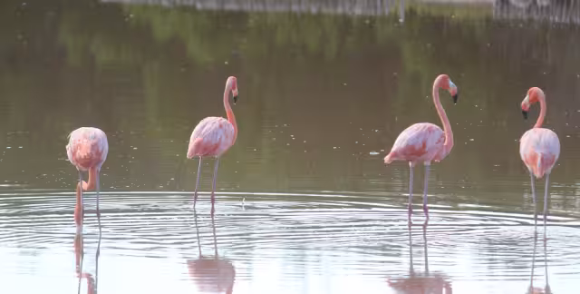 A pesar del ruido provocado por el paso de vehículos, los flamencos se mantienen tranquilos.