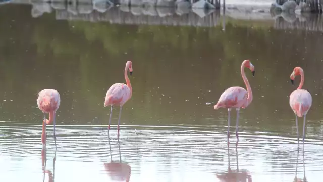A pesar del ruido provocado por el paso de vehículos, los flamencos se mantienen tranquilos.
