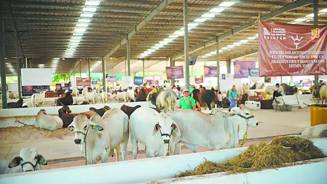 Especialistas señalan que la larva puede infectar heridas abiertas de los seres humanos