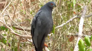 Captan a gavilán zancón en las ruinas de Sihunchen, Yucatán; la especie es difícil de observar   