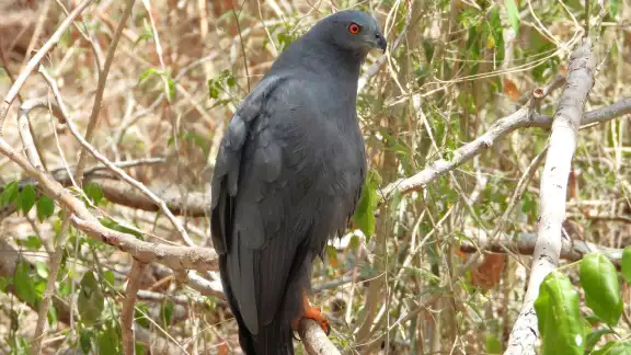 La especie se alimenta de una gran variedad de animales pequeños y medianos