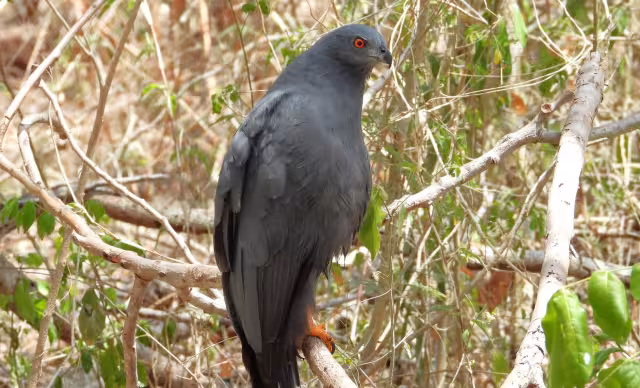 La especie se alimenta de una gran variedad de animales pequeños y medianos