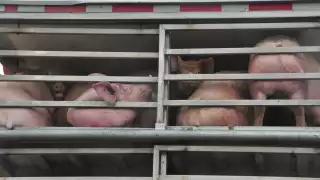 Pobladores de Tixkokob se quejan por malos olores causados por las granjas porcícolas 