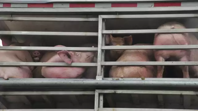 Las granjas porcícolas y avícolas son responsables del mal olor