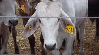 Campeche instala más de 24 mil trampas contra el gusano barrenador