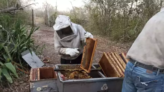 Tras enfrentar la temporada de sequías y de lluvia, productores fortalecen sus colmenas Tras enfrentar la temporada de sequías y de lluvia, productores fortalecen sus colmenas