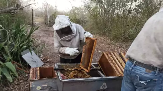 Tras enfrentar la temporada de sequías y de lluvia, productores fortalecen sus colmenas