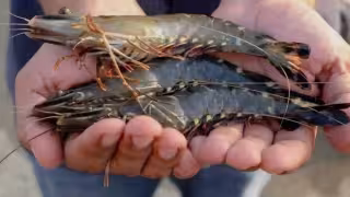 Cinvestav alerta sobre expansión del Penaeus monodon