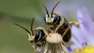 Las abejas son seres elementales para la naturaleza, que además ofrecen beneficios económicos para los apicultores