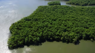 La salinidad del agua y el uso de agroquímicos favorecieron la proliferación de un escarabajo que dañó el mangle negro.