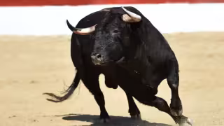 Juez suspende uso de instrumentos de tortura en corrida de toros anunciada en Seyé