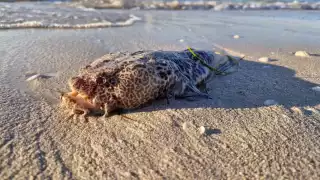 Retiran alerta por  especies marinas  peligrosas en la costa de Progreso