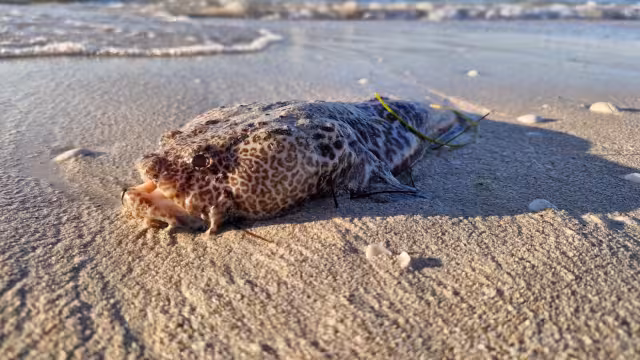 Luego de las revisiones pertinentes, autoridades determinan que bañistas ya pueden ingresar al mar