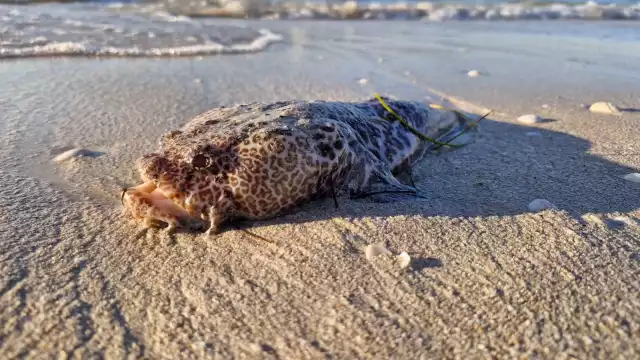 Luego de las revisiones pertinentes, autoridades determinan que bañistas ya pueden ingresar al mar