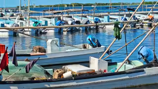Frentes fríos adelantan el cierre de la temporada del mero para más de 13 mil pescadores en Yucatán
