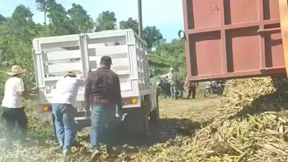 Un camión cañero volcó en la carretera estatal Hool a Santo Domingo Kesté, municipio de Champotón Un camión cañero volcó en la carretera estatal Hool a Santo Domingo Kesté, municipio de Champotón