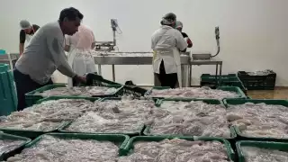 En menos de dos meses pescadores locales contabilizan más de 10 mil toneladas del octópodo