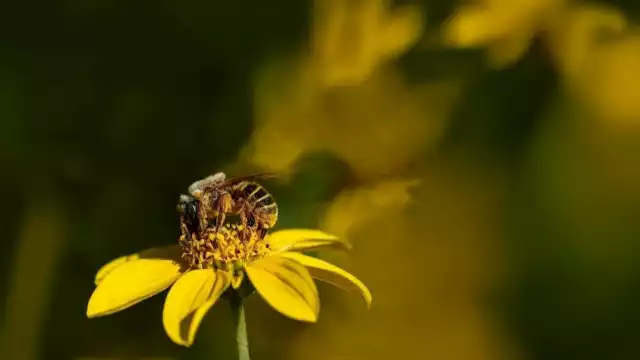 Alertan que el robo en el parque Yumtsil sería sólo la punta de un lío