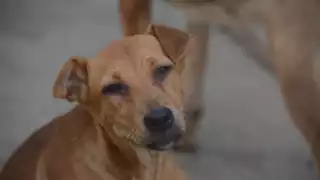 Animalistas de Yucatán llaman a frenar el uso de la pirotecnia en las fiestas decembrinas